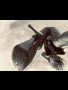 Thumb 14