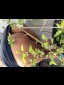 Thumb 11